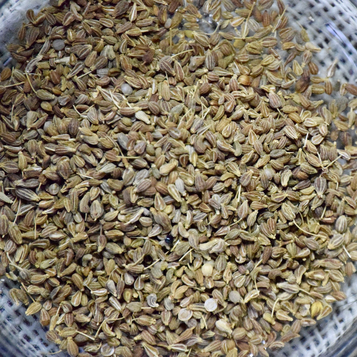 Anise Seeds