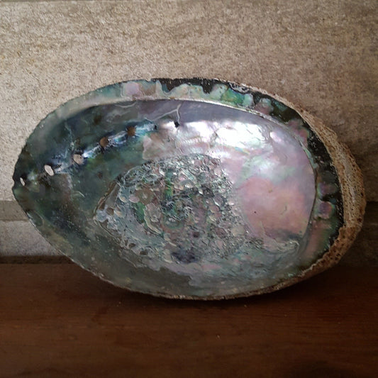 Abalone Shell (approx. 6")